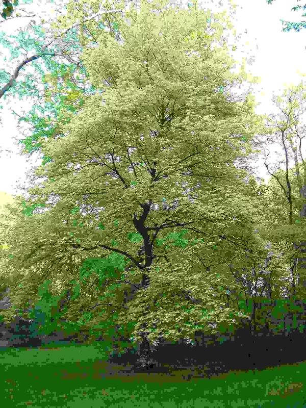 43 Acer pseudoplatanus Aureovariegata Javor klen žíhanolistý